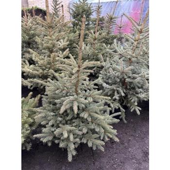 ŚWIERK SREBRNY CHOINKA DUŻA ROŚLINA DONICZKOWANE - sadzonki 130 / 150 cm