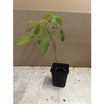 Asymina banan preriowy PawPaw - sadzonki 10 / 20 cm