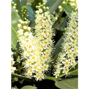 LAUROWIŚNIA PAKIET 5 sztuk Wiecznie Zielona Elegancja w Twoim Ogrodzie - sadzonki 50 / 80 cm