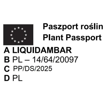 AMBROWIEC NA PNIU - sadzonki 90 / 110 cm