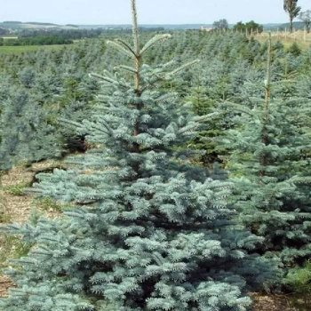 ŚWIERK SREBRNY CHOINKA DUŻA ROŚLINA DONICZKOWANE - sadzonki 130 / 150 cm