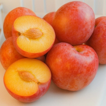 ŚLIWA KRÓLOWA WIKTORIA aromatyczny owoc - sadzonki 90 / 140 cm