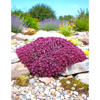 ROZCHODNIK FIRECRACKER - sadzonki 5 / 10 cm