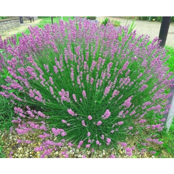 LAWENDA polska odmiana wieloletnia P9 PAKIET 5 SZT - sadzonki 10 / 20 cm