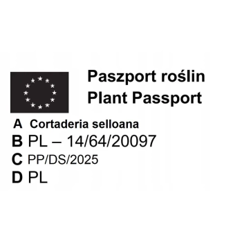 TRAWA PAMPASOWA różowa Pakiet 5 sztuk - sadzonki 20 / 30 cm