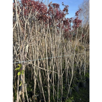 ŚLIWA PISARDII szczepiona na pniu -28c - sadzonki 220 / 240 cm