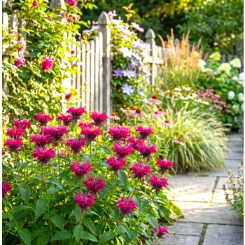 PYSZNOGŁÓWKA BALMY ROSE różowa - sadzonki 10 / 20 cm