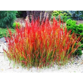 TRAWA czerwona Pakiet 5 sztuk odporna na mróz - sadzonki 15 / 20 cm