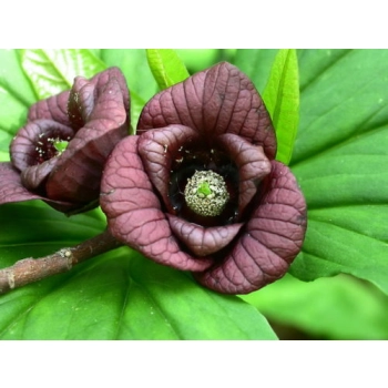 Asymina banan preriowy PawPaw - sadzonki 10 / 20 cm