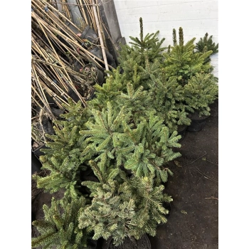 ŚWIERK SREBRNY KAIBAB Pakiet 5 sztuk - sadzonki 40 / 60 cm