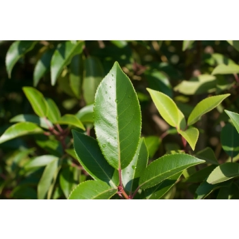 LAUROWIŚNIA IBERYJSKA NA PNIU ANGUSTIFOLIA - sadzonki 130 / 160 cm