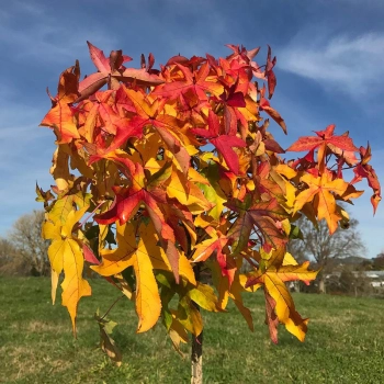 AMBROWIEC NA PNIU - sadzonki 90 / 110 cm