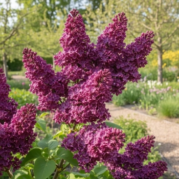 BEZ LILAK PRINCE WOLONSKY KRÓLEWSKA PURPURA - sadzonki 30 / 40 cm