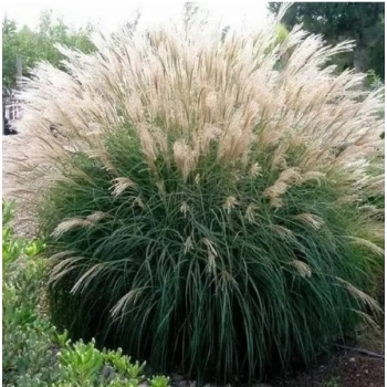 TRAWA MISKANT chiński Silberspinne PAKIET 5 sztuk - sadzonki 10 / 20 cm