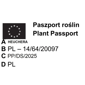 ŻURAWKA MEGA CARAMEL - sadzonki 10 / 20 cm