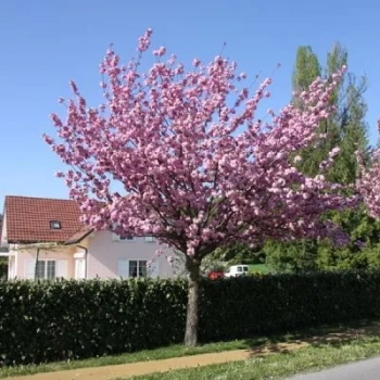 WIŚNIA KANZAN szczepiona NA PNIU - sadzonki 130 / 150 CM