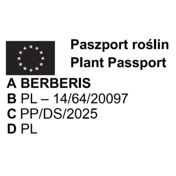 BERBERYS czerwony Kolumnowy Pakiet 5 sztuk - sadzonki 60 / 80 cm