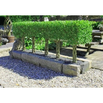 WIERZBA PLECIONA RĘCZNIE przycięta sadzonki - 90 / 100 cm