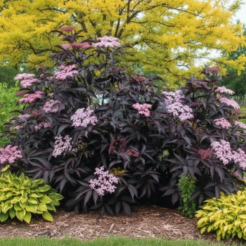 BEZ CZARNY Black Beauty Ciemna Elegancja Ogrodu - sadzonki 10 / 20 cm