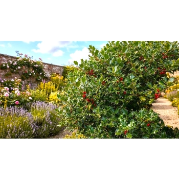 OSTROKRZEW BLUE PRINCE PAKIET 5 sztuk - sadzonki 10 / 20 cm