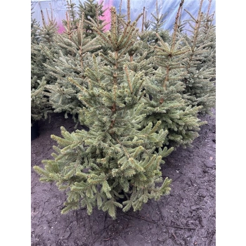 ŚWIERK SREBRNY CHOINKA DUŻA ROŚLINA DONICZKOWANE - sadzonki 130 / 150 cm