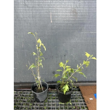 Hibiskus Tower Ruby - sadzonki 30 / 50 CM