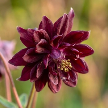 ORLIK RUBY PORT - sadzonki 10 / 20 cm