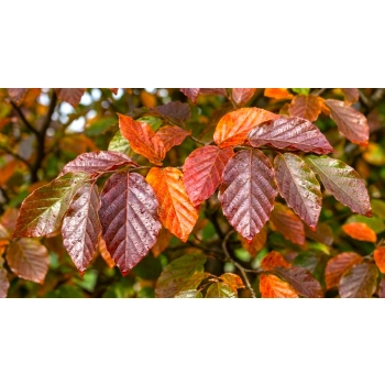 PAROCJA PERSKA BELLA NA PNIU - sadzonki 40 / 60 cm