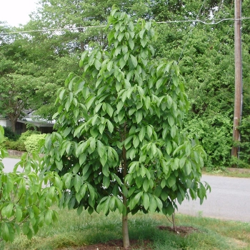 Asymina banan preriowy PawPaw - sadzonki 10 / 20 cm