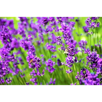 LAWENDA polska odmiana wieloletnia P9 PAKIET 5 SZT - sadzonki 10 / 20 cm