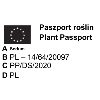 ROZCHODNIK PURPUREUM - sadzonki 5 / 10 cm