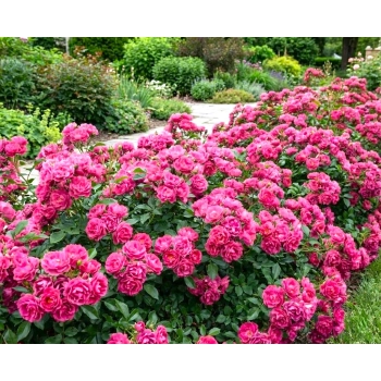 RÓŻA OKRYWOWA RÓŻOWA w donicy - sadzonki 10 / 20 cm