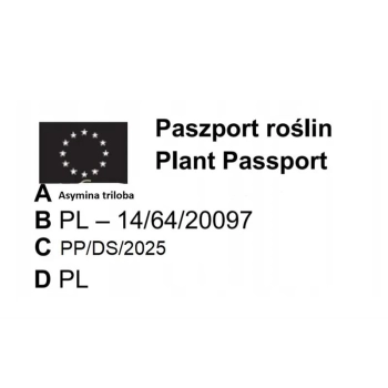 Asymina banan preriowy PawPaw - sadzonki 10 / 20 cm