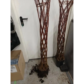 WIERZBA PLECIONA RĘCZNIE DUŻA ROŚLIN 180 cm