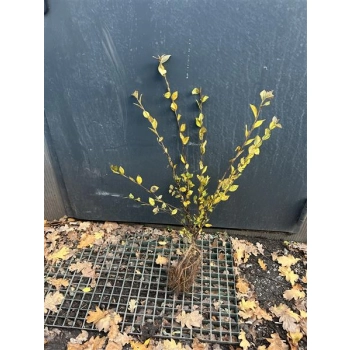 IRGA żywopłot PAKIET 10 sztuk - sadzonki 80 / 120 cm