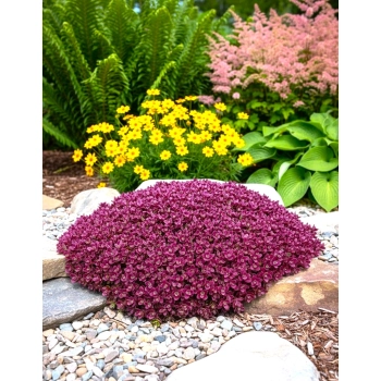 ROZCHODNIK FIRECRACKER - sadzonki 5 / 10 cm