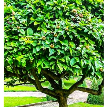 Nieszpułka miododajna bomba witaminowa - sadzonki 100 / 130 cm