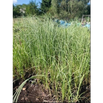 TRAWA PAMPASOWA kremowa PAKIET 5 sztuk odporna na mróz - sadzonki 20 / 30 cm