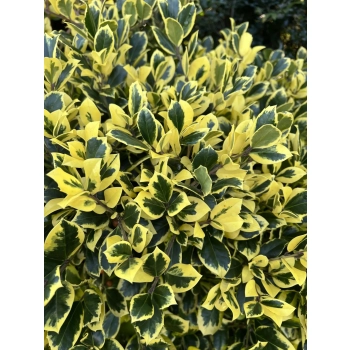 OSTROKRZEW GOLDEN KING PAKIET 5 sztuk - sadzonki 10 / 20 cm