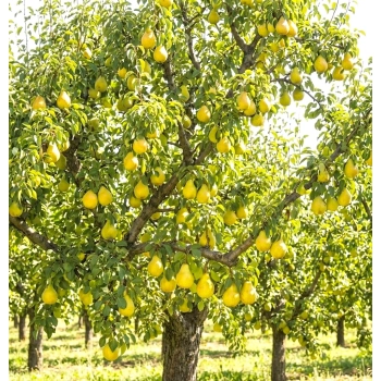 GRUSZA BONKRETA WILLIAMSA słodka - sadzonki 50 / 80 cm