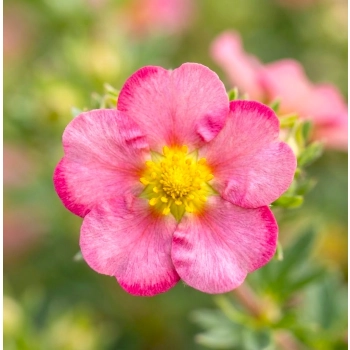 PIĘCIORNIK BELLISSIMA różowy - sadzonki 10 / 20 cm