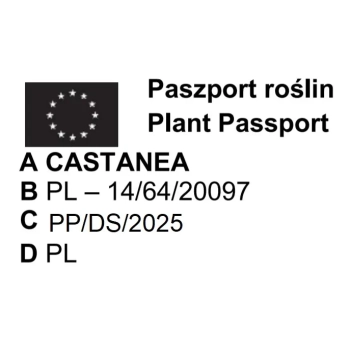 KASZTAN JADALNY SZCZEPIONY MARRONE DI MARRADI - sadzonka 100 / 140 cm