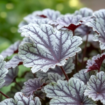 ŻURAWKA REX SILVER - sadzonki 10 / 20 cm