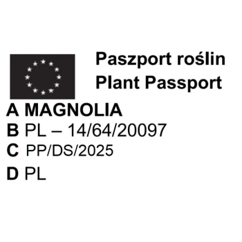 MAGNOLIA SZCZEPIONA CLEOPATRA - sadzonki 40 / 60 cm
