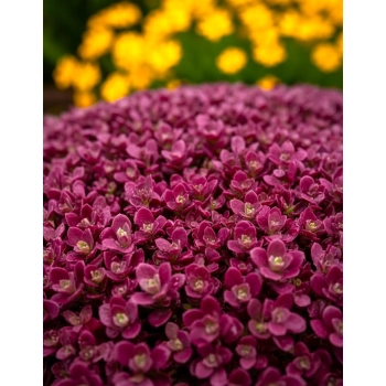 ROZCHODNIK FIRECRACKER - sadzonki 5 / 10 cm