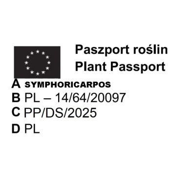 ŚNIEGULICZKA DOORENBOSA MAGIC BERRY - sadzonki 10 / 20 cm