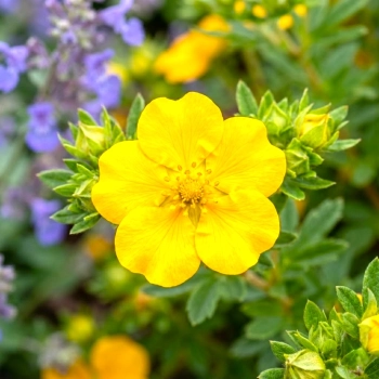 PIĘCIORNIK BELLA SOL żółto - pomarańczowy - sadzonki 10 / 20 cm