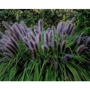 TRAWA ROZPLENICA Black Beauty Pakiet 5 sztuk - sadzonki 40 / 60 cm