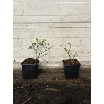 RÓŻA OKRYWOWA ŻÓŁTA w donicy - sadzonki 10 / 20 cm