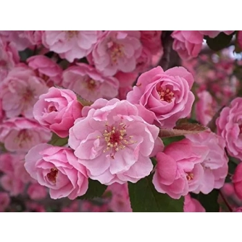 WIŚNIA KANZAN szczepiona NA PNIU - sadzonki 130 / 150 CM